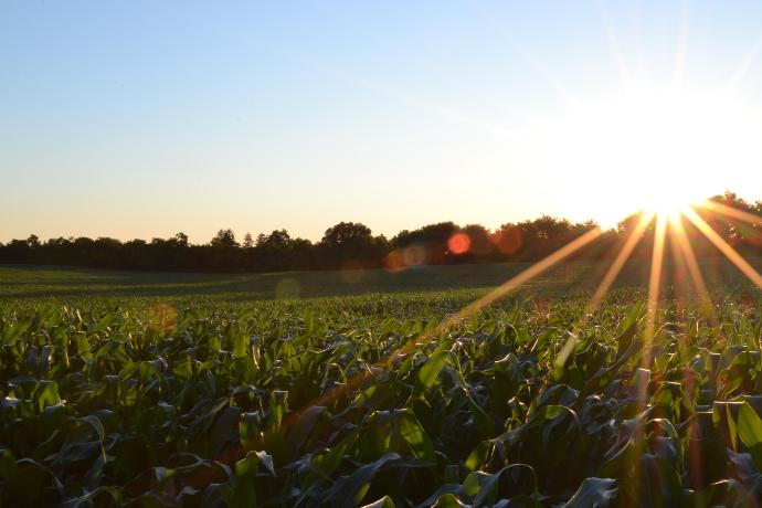 corn field under clear sky